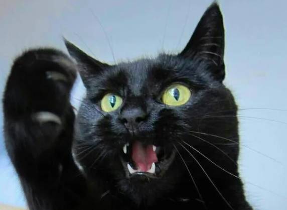 potret kucing hitam marah-marah (reddit.com/Full-Mulberry5018)