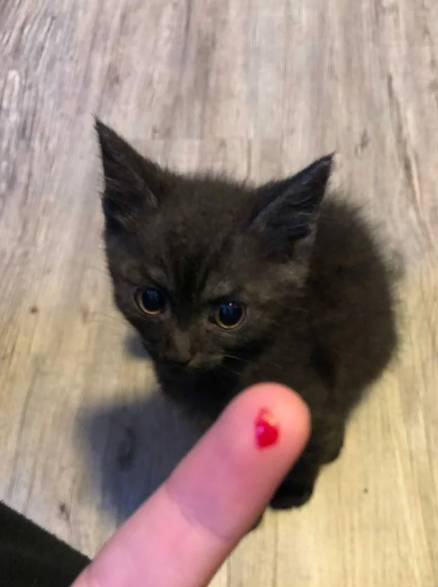 potret kucing hitam marah-marah (reddit.com/flocki3003)
