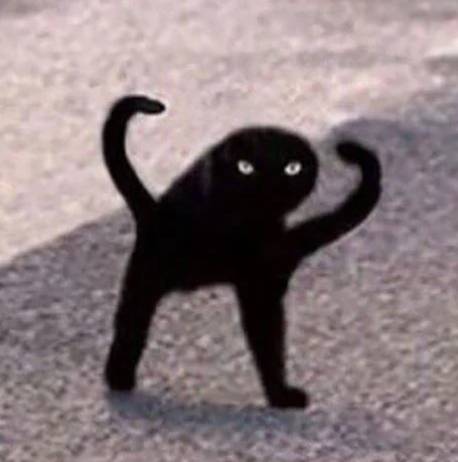 potret kucing hitam marah-marah (reddit.com/TahaNafis)