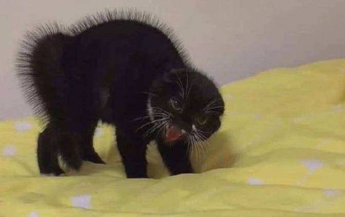 potret kucing hitam marah-marah (twitter.com/mischiefanimals)