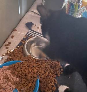 momen kocak kucing menjatuhkan makanan kering (reddit.com/SingularRoozilla)