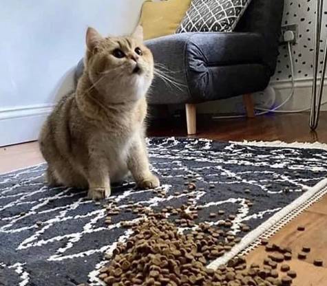 momen kocak kucing menjatuhkan makanan kering (reddit.com/oofiewaffles)