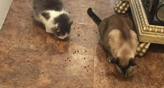 momen kocak kucing menjatuhkan makanan kering (reddit.com/leonffs)
