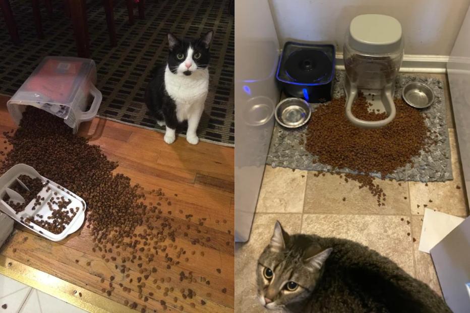 7 Momen Kocak Kucing Menjatuhkan Makanan Kering, Gak Merasa Bersalah!
