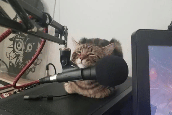 potret kucing jadi podcaster (reddit.com/deleted)