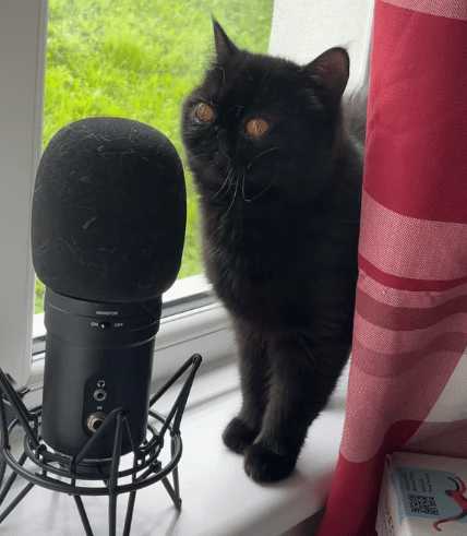 potret kucing jadi podcaster (reddit.com/Alien_Goatman)