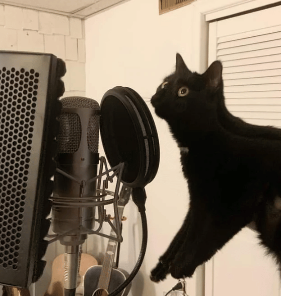potret kucing jadi podcaster (reddit.com/perfect_fifth_note)