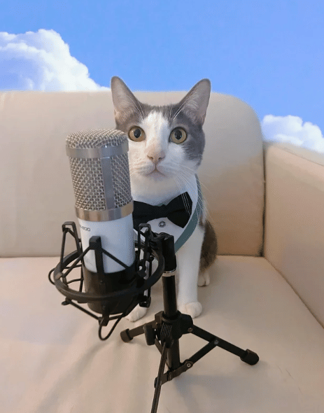 potret kucing jadi podcaster (reddit.com/XeryaGaming)