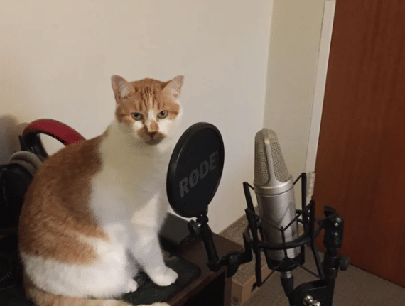 potret kucing jadi podcaster (reddit.com/nwinley)