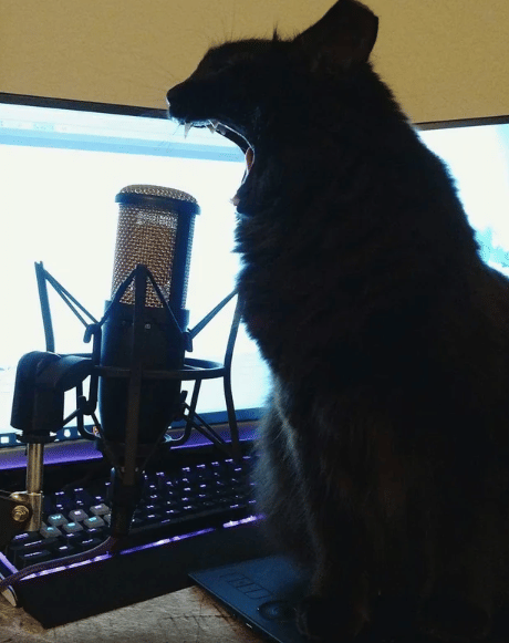 potret kucing jadi podcaster (reddit.com/Klumpy_hra)