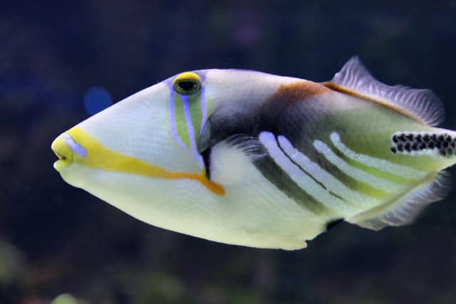 Famous Trigger Fish Fakta Ikan Triggerfish, Memiliki Racun pada Bagian Punggung | IDN Times