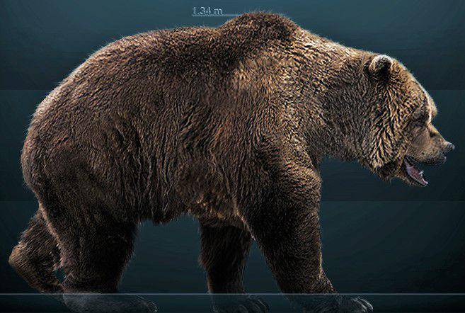 rekonstruksi beruang gua atau cave bear (commons.wikimedia.org/Sergiodlarosa)