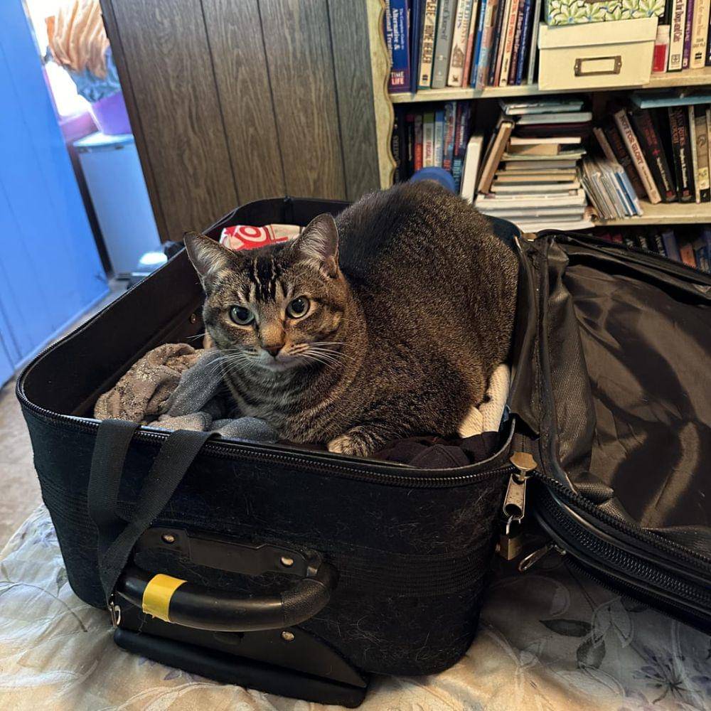 momen kucing caper saat ditinggal berangkat (reddit.com/user/TrekkieMary)