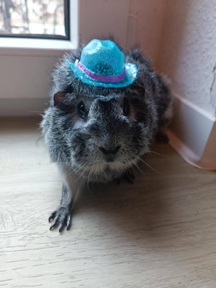 potret marmut pakai topi (reddit.com/user/Lunexa)