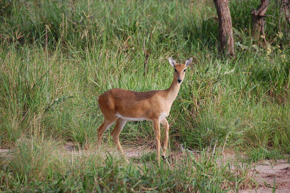 oribi (commons.wikimedia.org/Noel Reynolds)