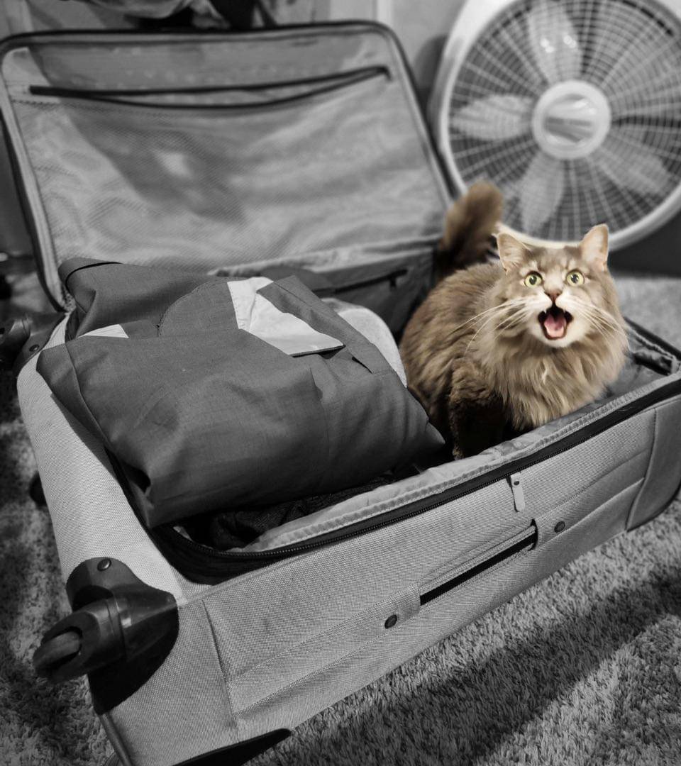 momen kucing caper saat ditinggal berangkat (reddit.com/user/ash-hole189)