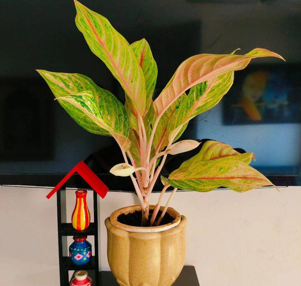 aglaonema golden fluorite (instagram.com/myprettyplant)