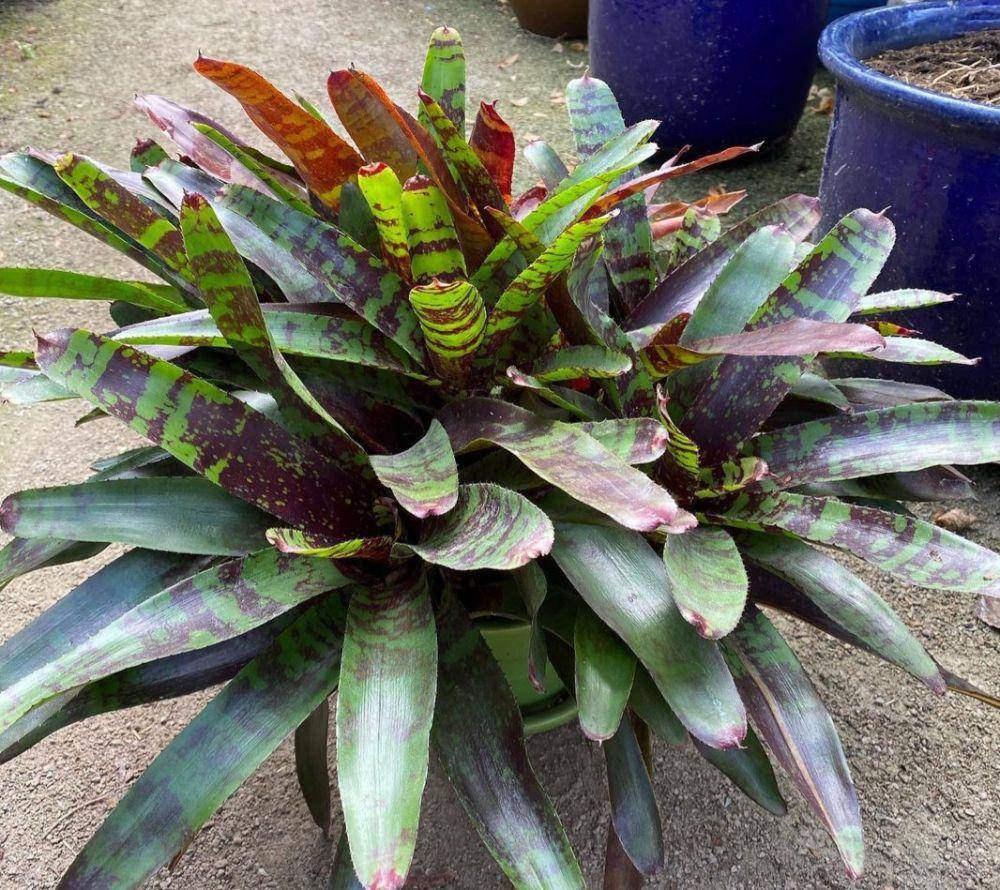 neoregelia guacamole (instagram.com/wasconursery)