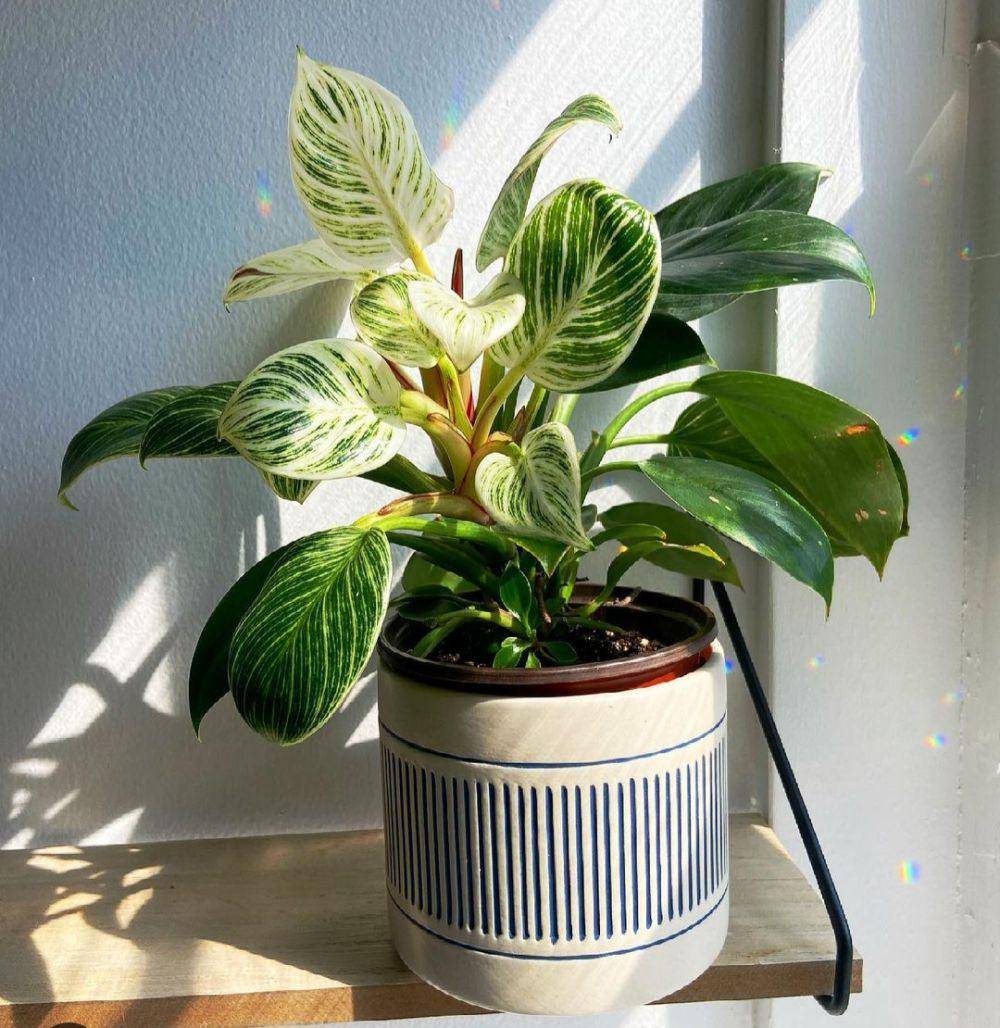 philodendron birkin (instagram.com/plantwithemmaline)