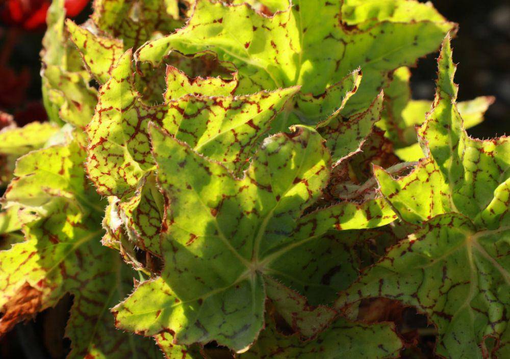 begonia positively peridot (jberrynursery.com)