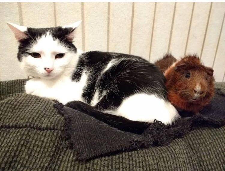 foto gemas keakraban marmut dengan anabul (reddit.com/user/TheProbablyGopher)