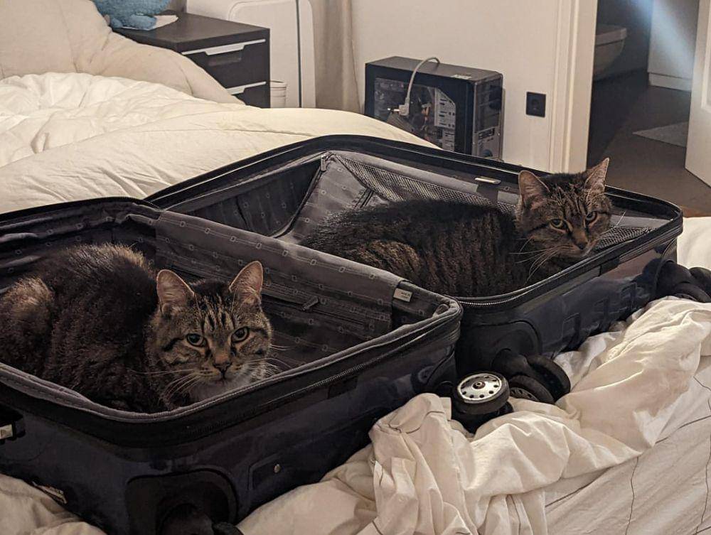 momen kucing caper saat ditinggal berangkat (reddit.com/user/tyson_de)