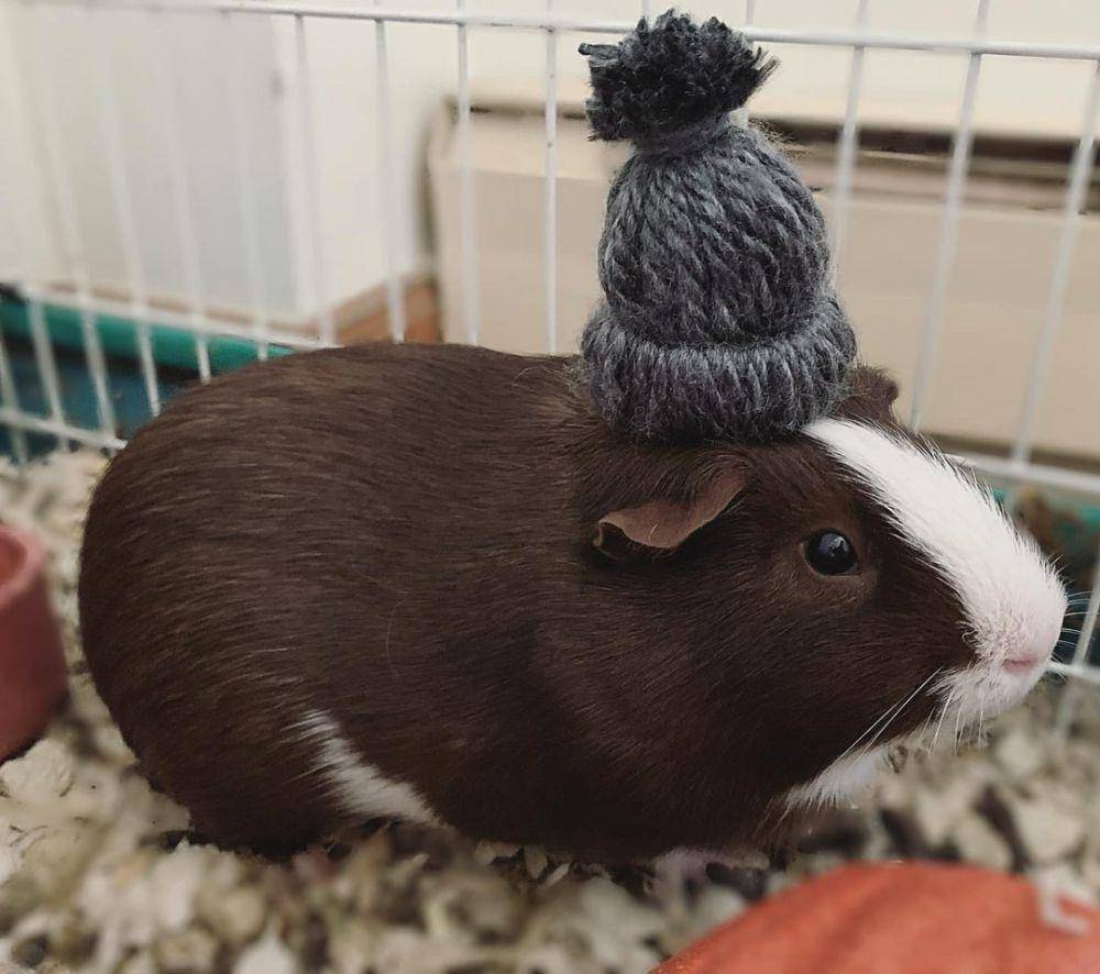 potret marmut pakai topi (reddit.com/user/amberspockets)