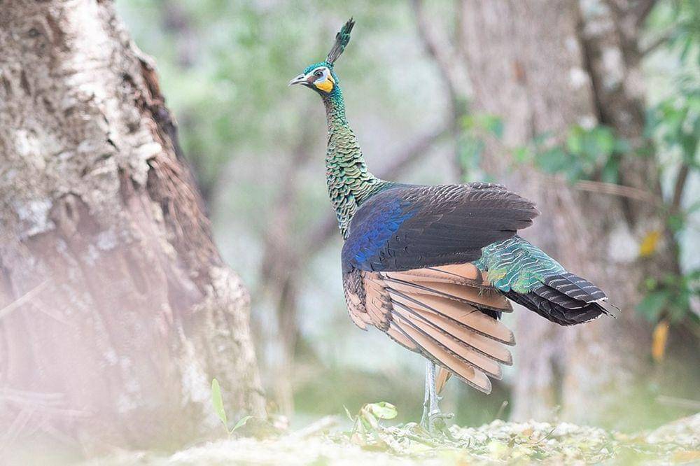 Burung merak hijau jawa yang ada di Taman Nasional Ujung Kulon (TNUK) Banten (Wikimedia.org/Muhammad Adimaja)