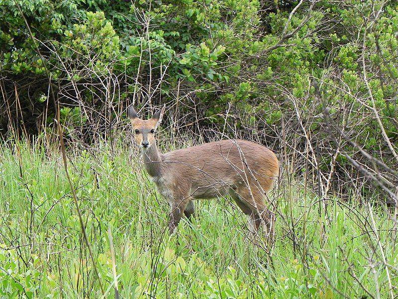 bushbuck (commons.wikimedia.org/Johan Hartman)