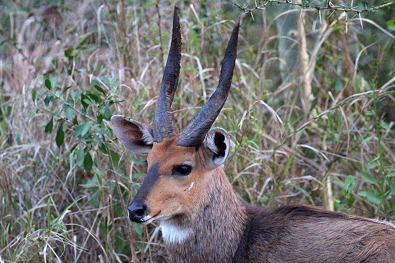 bushbuck (commons.wikimedia.org/flowcomm)