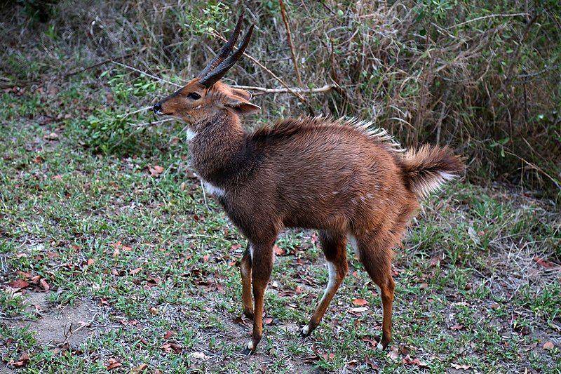 bushbuck (commons.wikimedia.org/flowcomm)