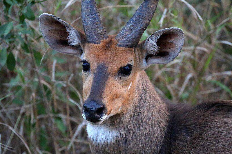 bushbuck (commons.wikimedia.org/flowcomm)