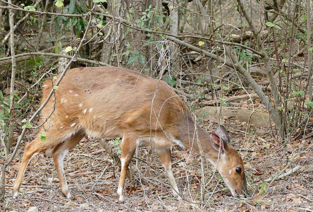 bushbuck (commons.wikimedia.org/Bernard DUPONT)