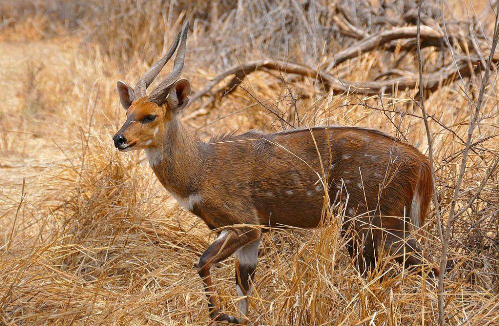 bushbuck (commons.wikimedia.org/Bernard DUPONT)