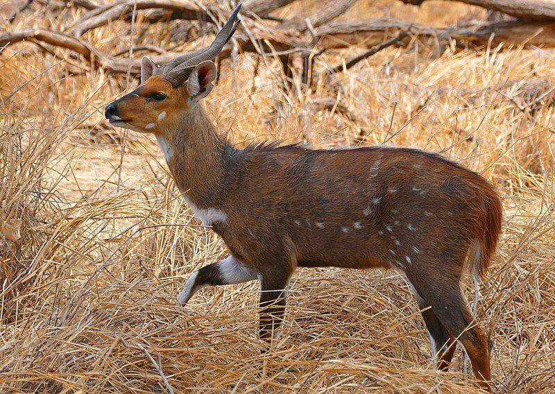 bushbuck (commons.wikimedia.org/Bernard DUPONT)