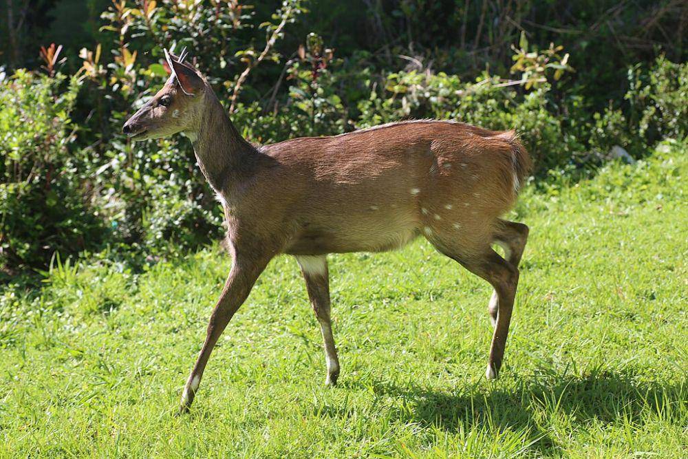 bushbuck (commons.wikimedia.org/Dr. Alexey Yakovlev)