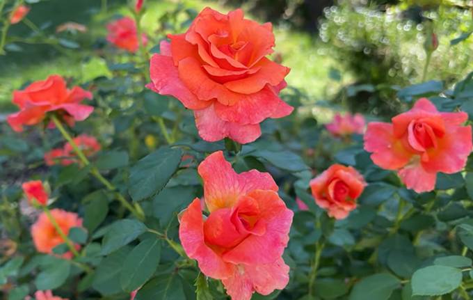 mawar floribunda (YouTube.com/The Rose Greek)