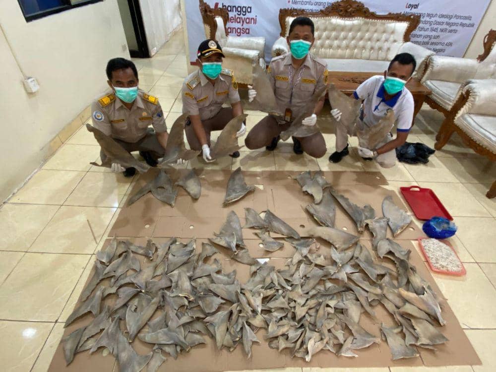 20 Kg Sirip Hiu Tanpa Dokumen Asal Medan Disita di Pelabuhan Bakauheni