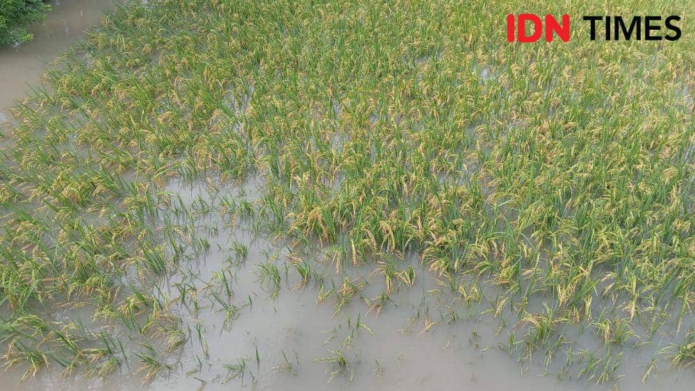 Tanaman Padi Siap Panen di Magetan Terendam Banjir