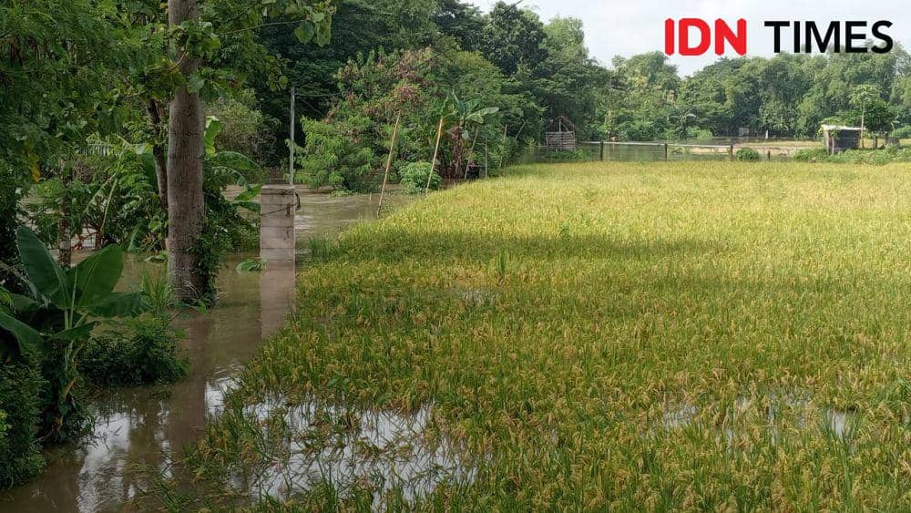 Bila air luapan banjir tidak segera surut tanaman padi membusuk dan gagal panen. IDN Times/ Riyanto