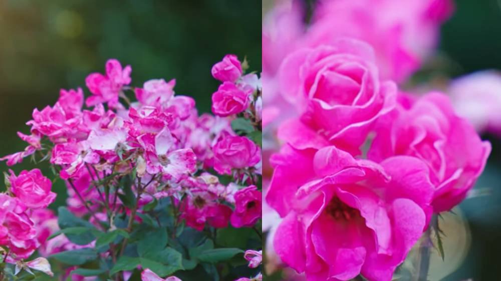 knock out roses (YouTube.com/Fast Growing Tress)