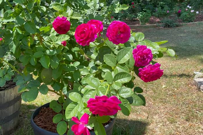 mawar grandiflora (YouTube.com/Rosses in Tallahase)
