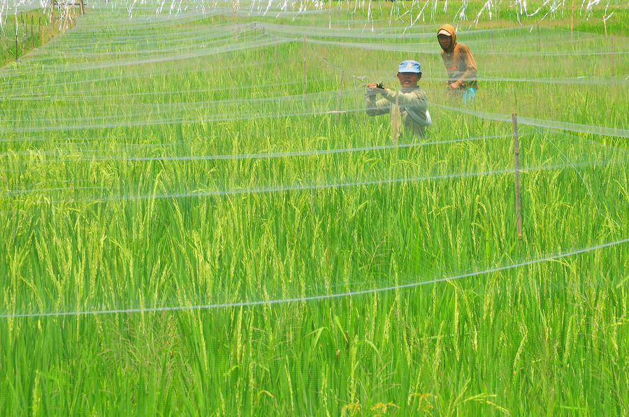 45 Ribu Hektare Sawah di Banten Panen Raya Akhir Maret Ini