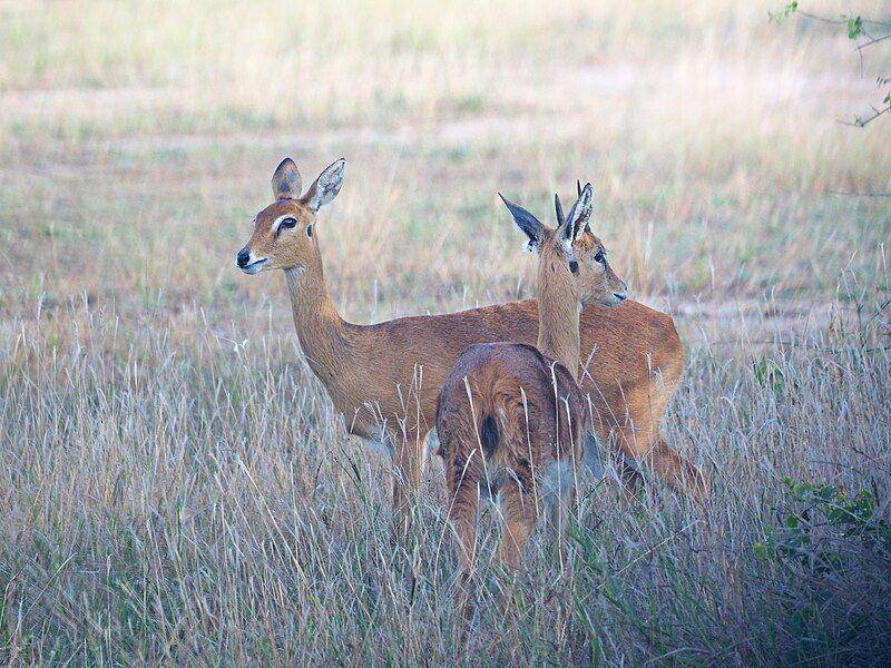 oribi (commons.wikimedia.org/Judy Gallagher)