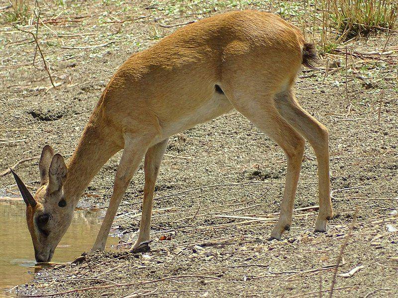 oribi (commons.wikimedia.org/Farid AMADOU BAHLEMAN)