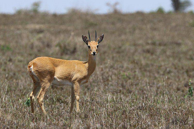 oribi (commons.wikimedia.org/Manuel Schwarz)