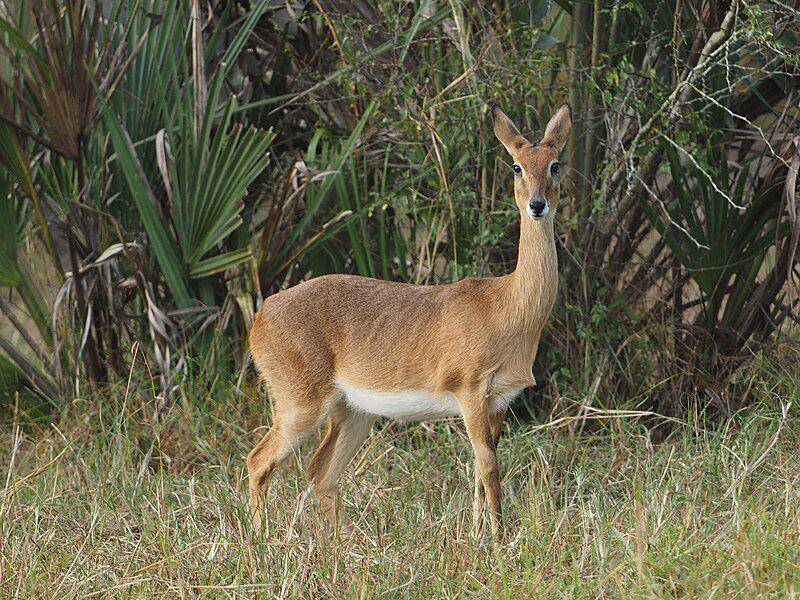 oribi (commons.wikimedia.org/Judy Gallagher)