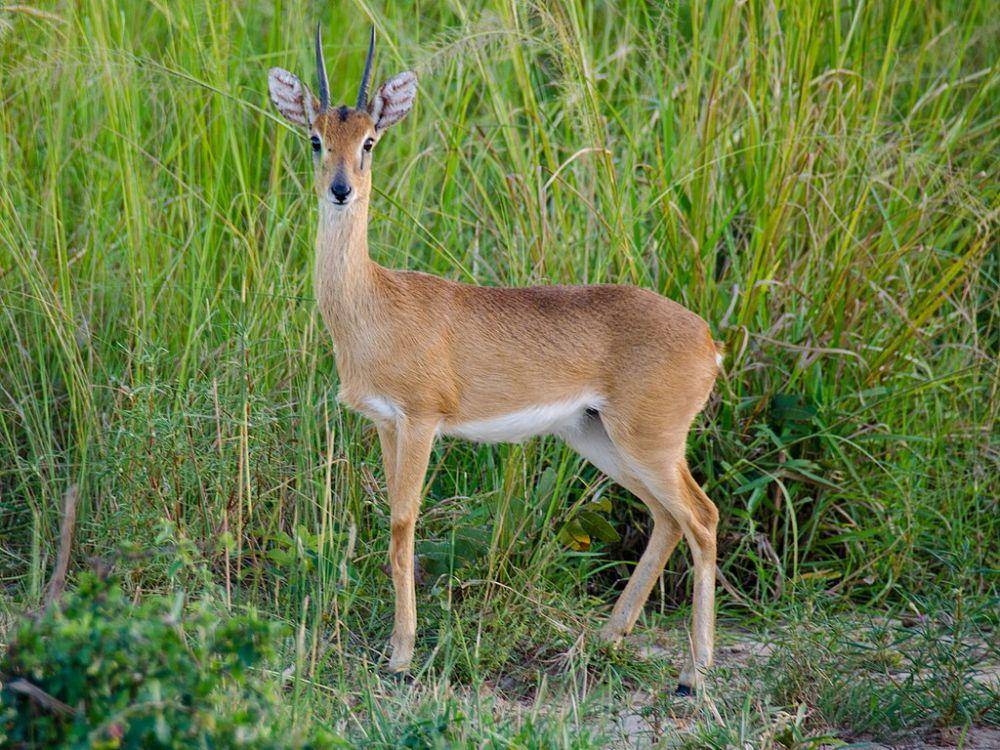 oribi (commons.wikimedia.org/William Stephens)