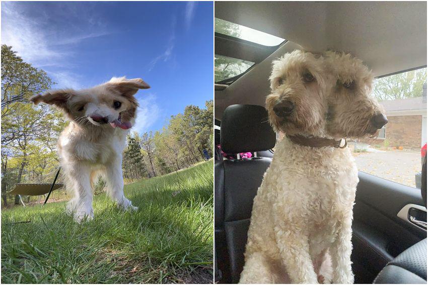 10 Momen Kocak Foto Panorama Gagal Seekor Anjing, Bikin Ngakak!
