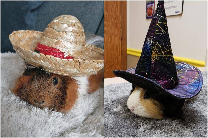 kolase potret marmut pakai topi (reddit.com/user/Rsum0 | reddit.com/user/arkoch004)